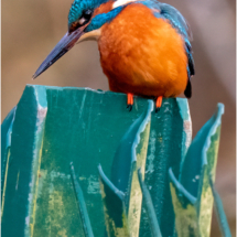Male Kingfisher On Green Post (BKPBIRD00216)