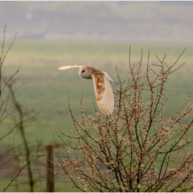 Barn Owl In Flight (BKPBIRD00236)