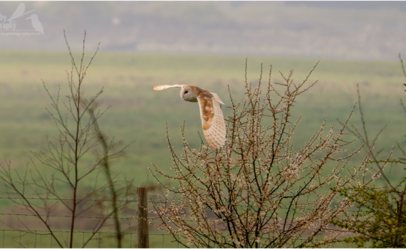 Barn Owl In Flight (BKPBIRD00236)