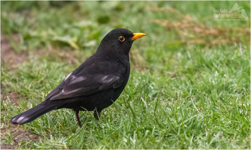 Male Blackbird (BKPBIRD00230)