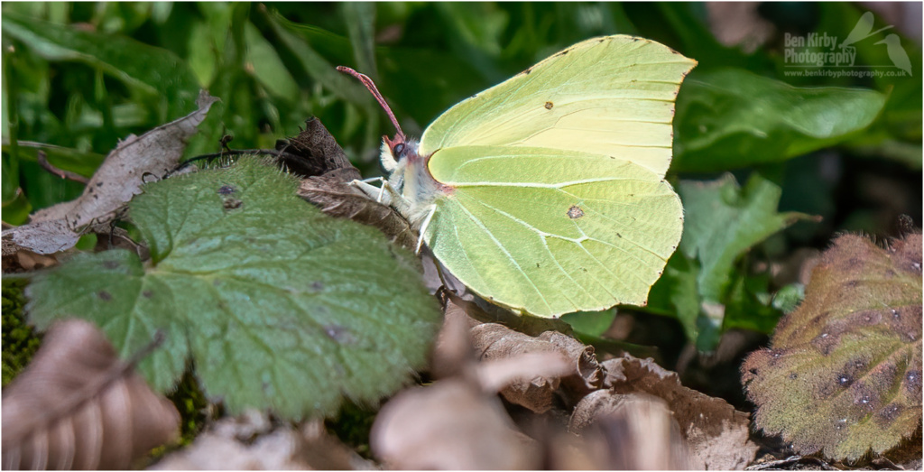 Male Brimstone Butterfly (BKPBUTT0046)