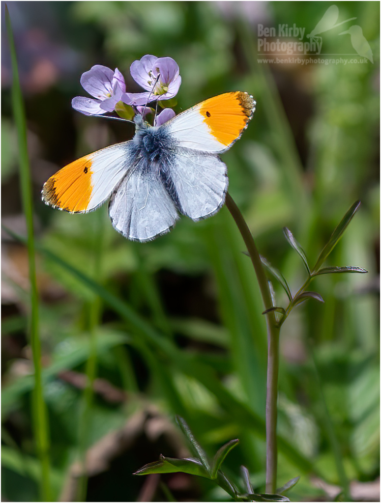 Male Orange Tip Butterfly (BKPBUTT0049)