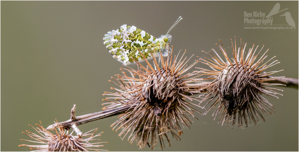 Male Orange Tip Butterfly On Burdock Seed Heads (BKPBUTT0047)