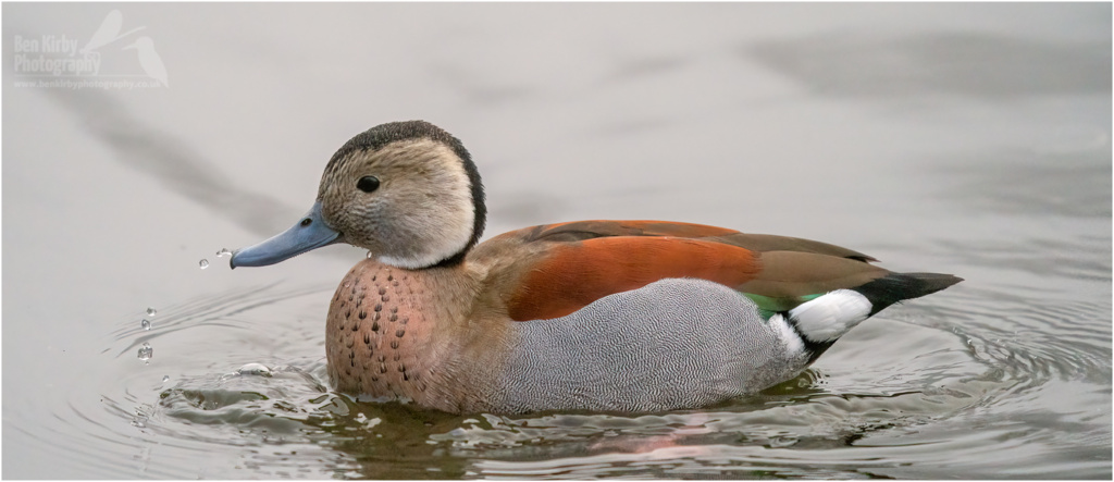 Ringed Teal (BKPBIRD00224)