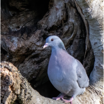 Stock Dove (BKPBIRD00227)