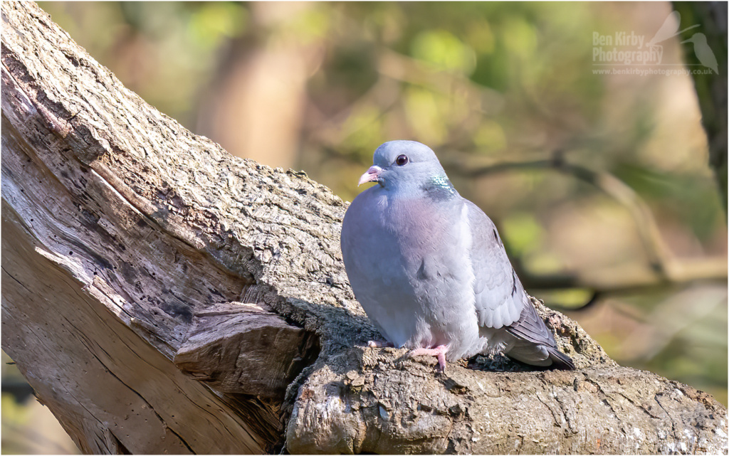 Stock Dove (BKPBIRD00228)