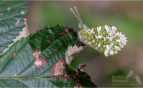 Underside Of Male Orange Tip Butterfly (BKPBUTT0050)