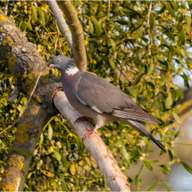 Wood Pigeon (BKPBIRD00229)