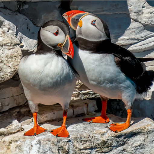 Pair Of Puffin