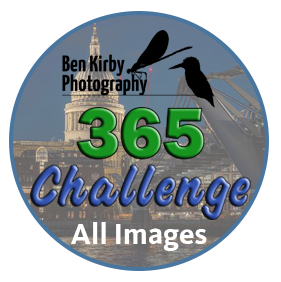 365 Challenge -All 2024 Photos