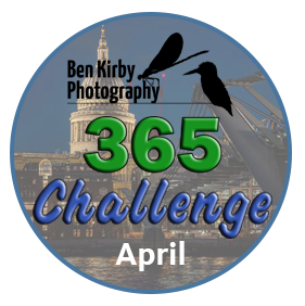 365 Challenge - April 2024 Photos