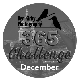 365 Challenge - December 2024 Photos