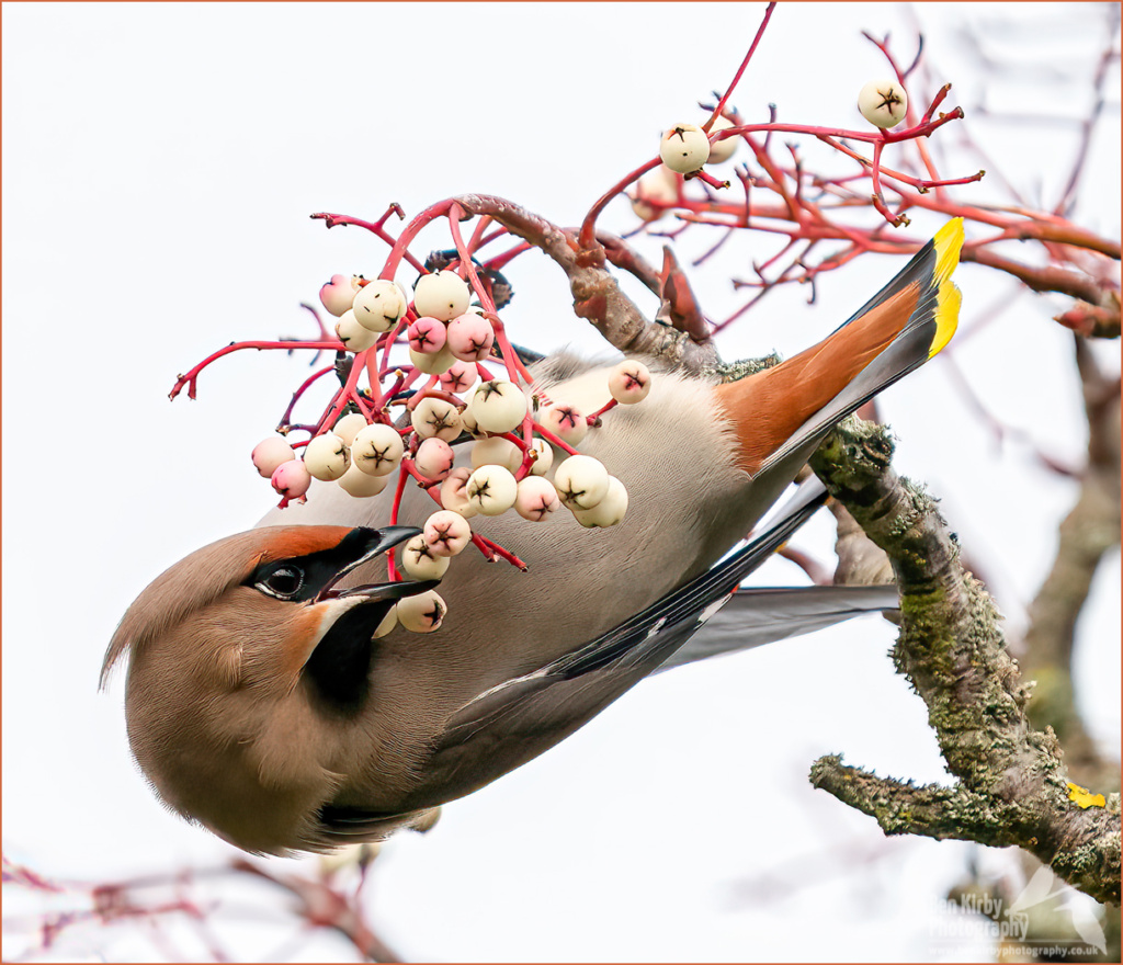 Waxwing (Bombycilla garrulus)