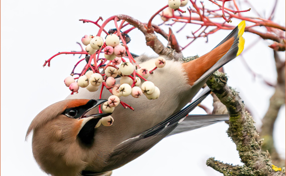 Waxwing (Bombycilla garrulus)