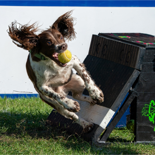 Springer Spaniel Catches Ball