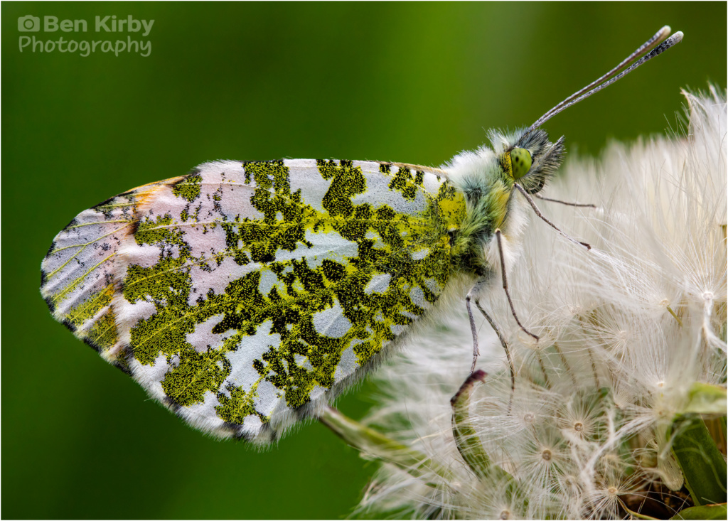 Underside Of Male Orange Tip Butterfly On Dandelion