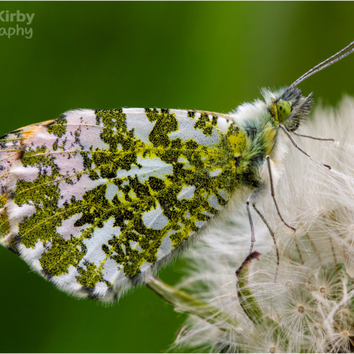 Underside Of Male Orange Tip Butterfly On Dandelion