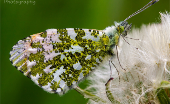 Underside Of Male Orange Tip Butterfly On Dandelion
